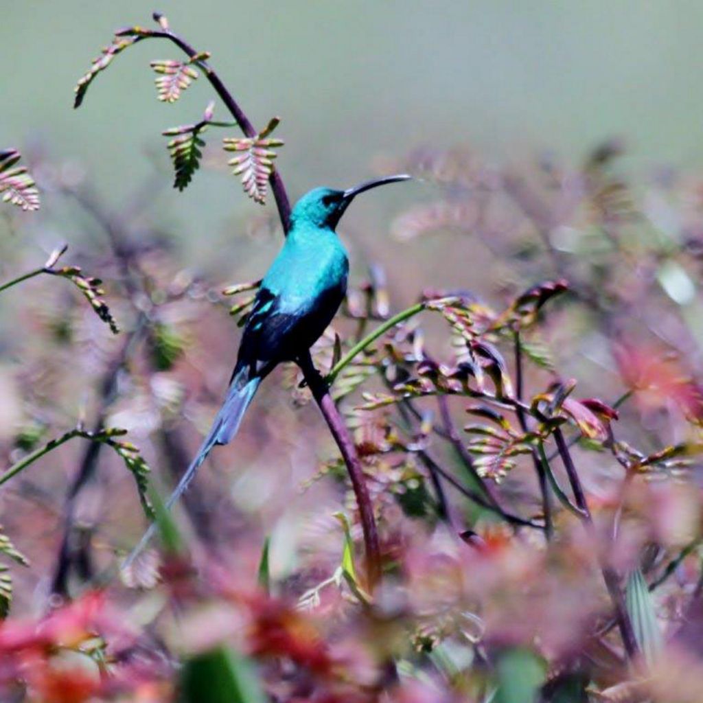 HIGHLAND BIRDING 000 - Malachite Sunbird - Courtsey of George Skinner BirdLife South Africa