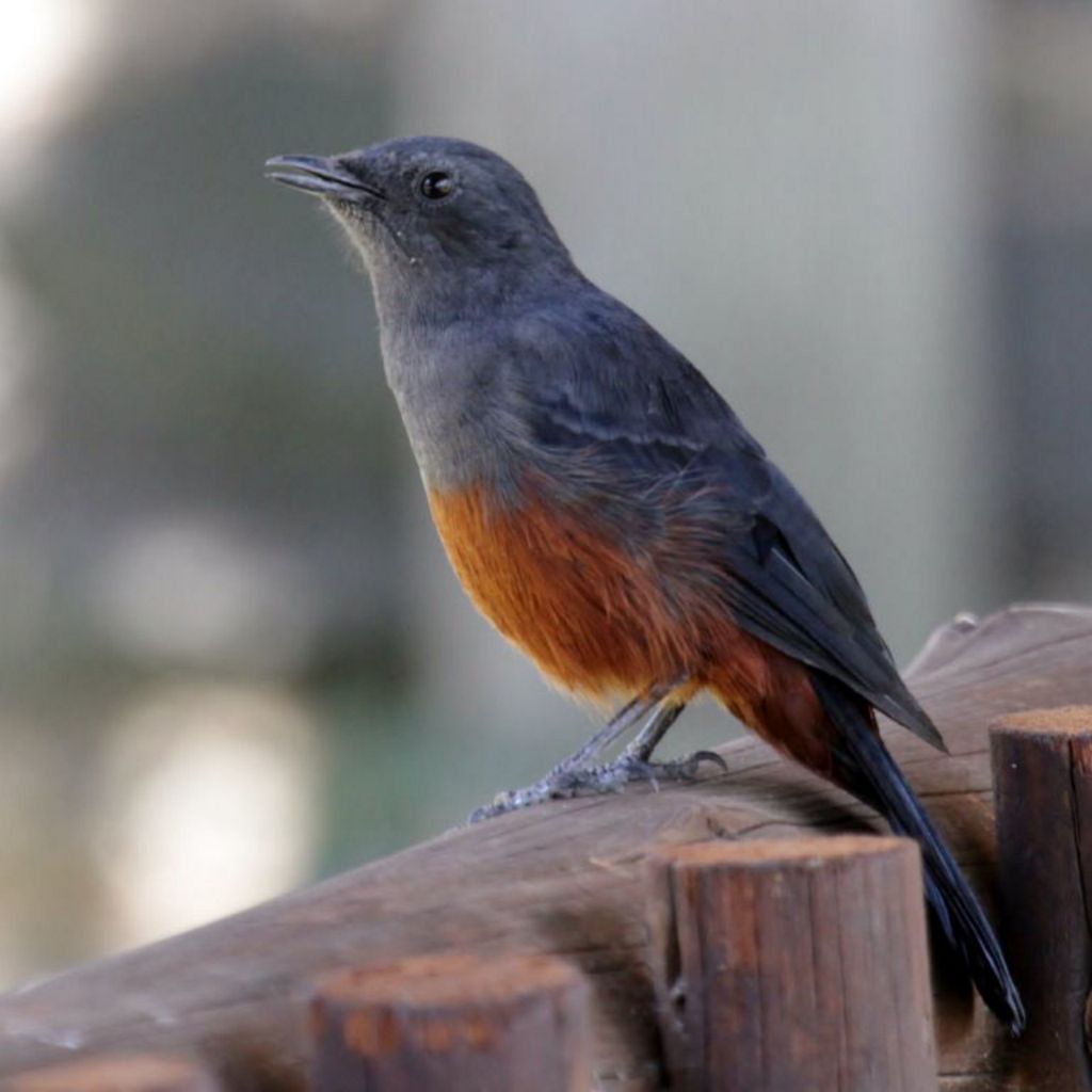 HIGHLAND BIRDING 000 - Sentinel Rock Thrush  - Courtsey of George Skinner BirdLife South Africa