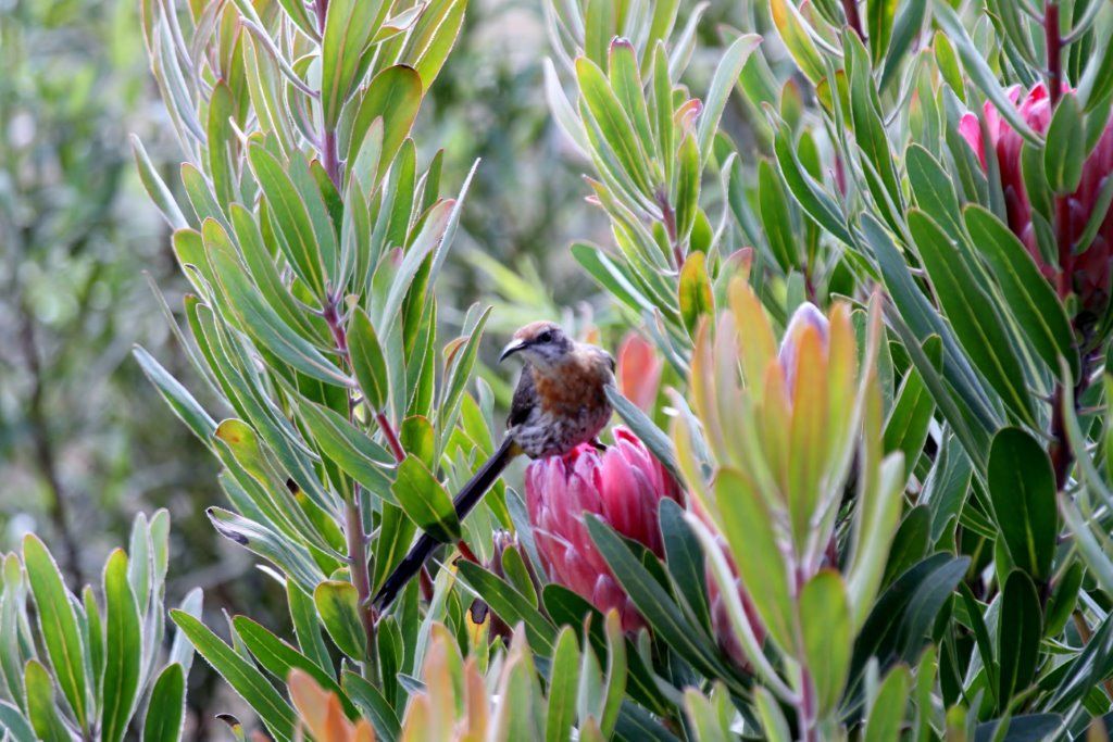 HIGHLAND BIRDING 000 - Gurney's Sugarbird - Courtsey of George Skinner BirdLife South Africa