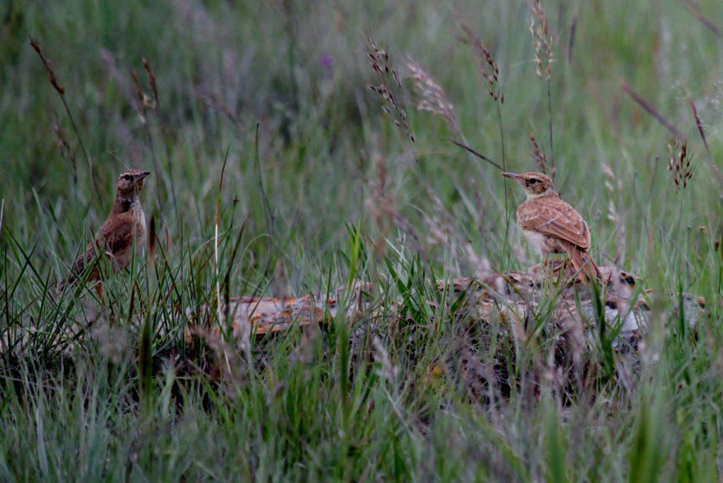 HIGHLAND BIRDING 000 - Long-billed Pipet - Courtsey of George Skinner BirdLife South Africa
