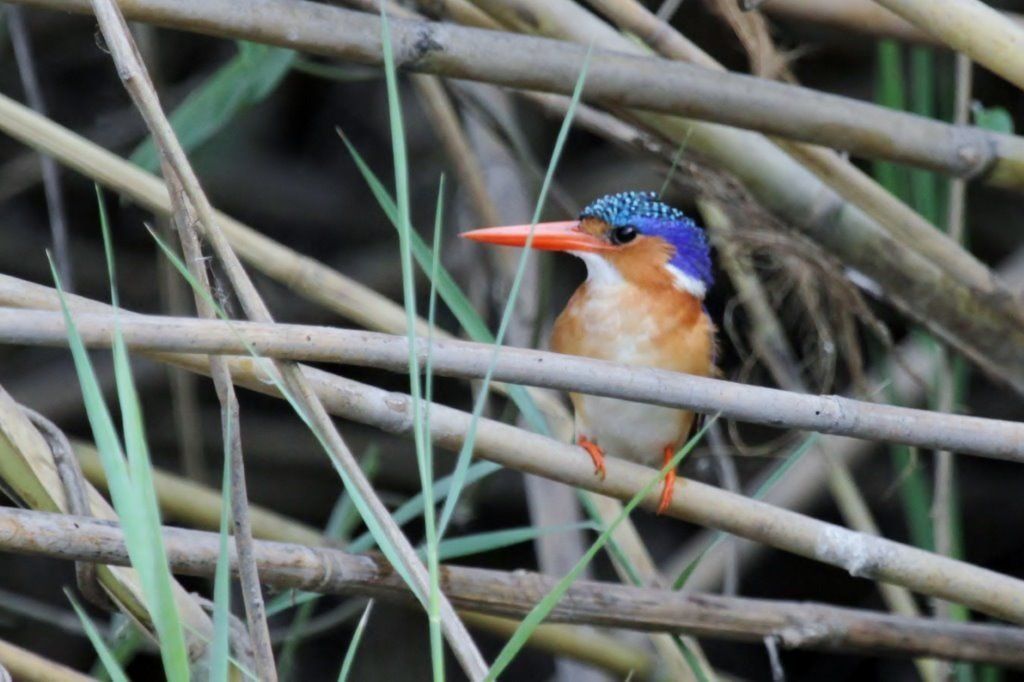 HIGHLAND BIRDING 000 - Malachite Kingfisher -  Courtsey of George Skinner BirdLife South Africa