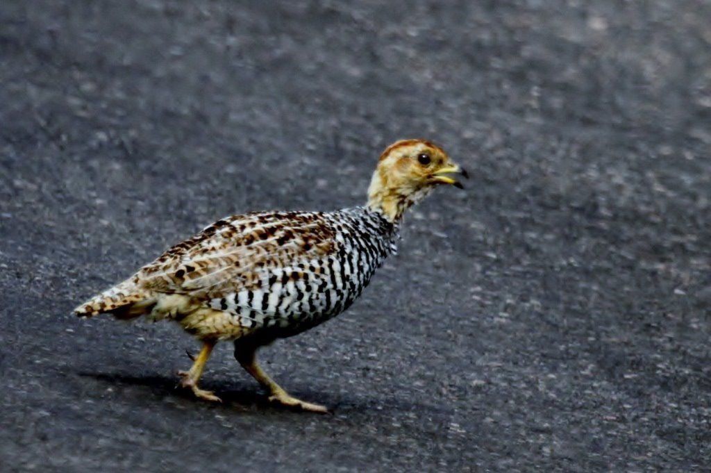 HIGHLAND BIRDING 000 - Coqui Francolin - Courtsey of George Skinner BirdLife South Africa