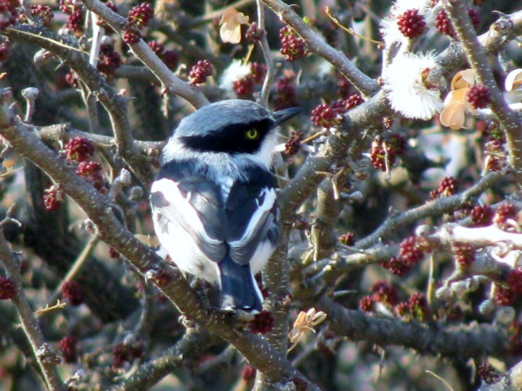 HIGHLAND BIRDING 000 - Chinspot Batis -  Courtsey of George Skinner BirdLife South Africa
