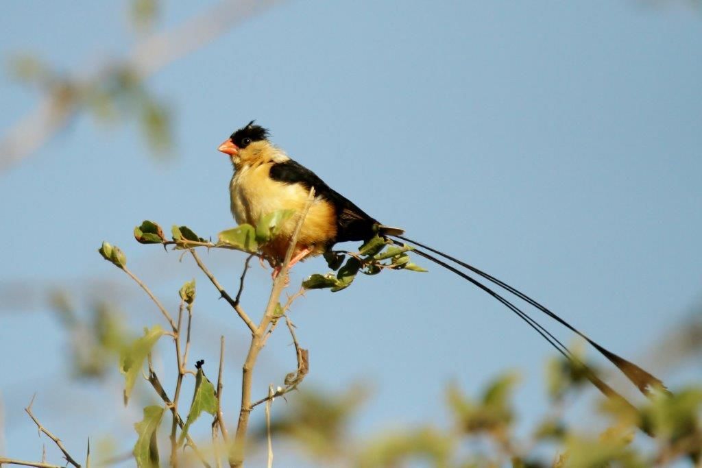 HIGHLAND BIRDING 000 - Shaft-tailed Whydah - Courtsey of George Skinner BirdLife South Africa